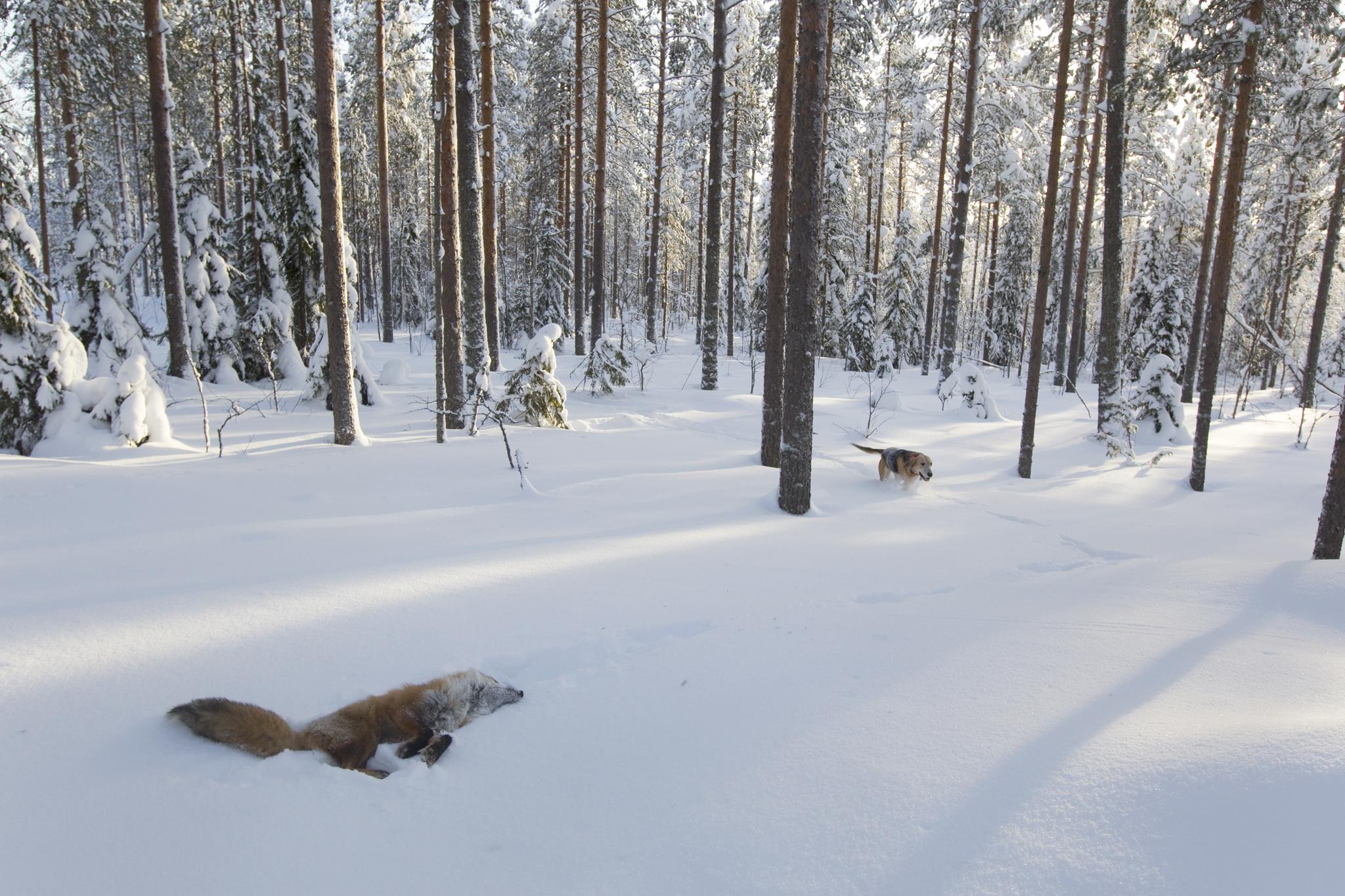 Saaliiksi saatu kettu ja ajokoira talvisessa metsässä.