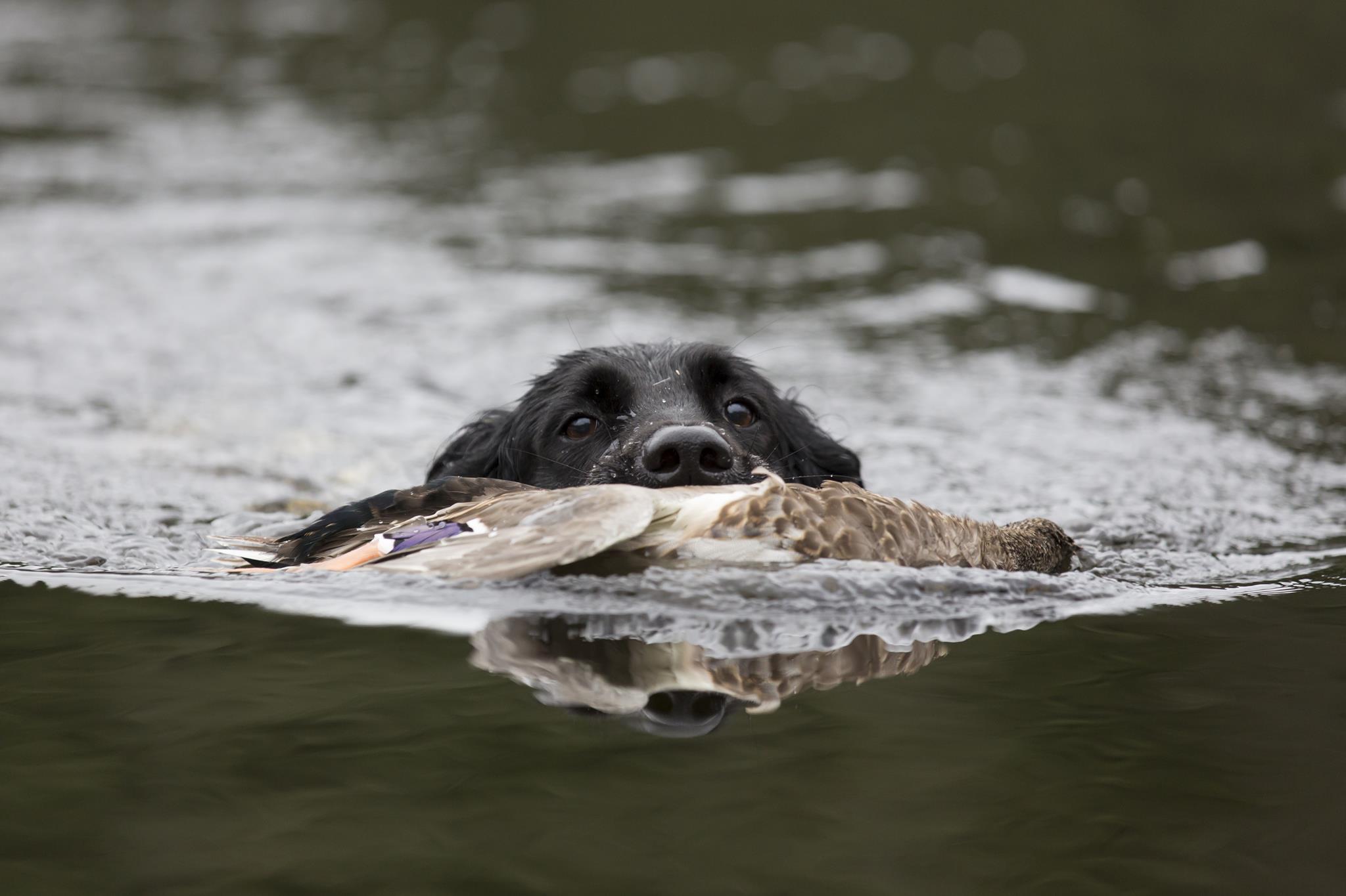 Hunden apporterar den skjutna anden simmande.