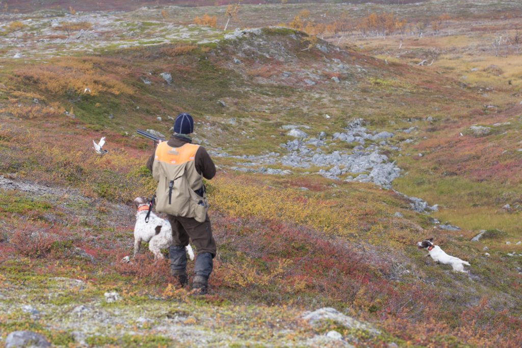 Jägaren i ripjakten på fjället med två stående fågelhundar.