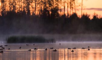 En flock av sjöfåglar i vattnet på kvällen.