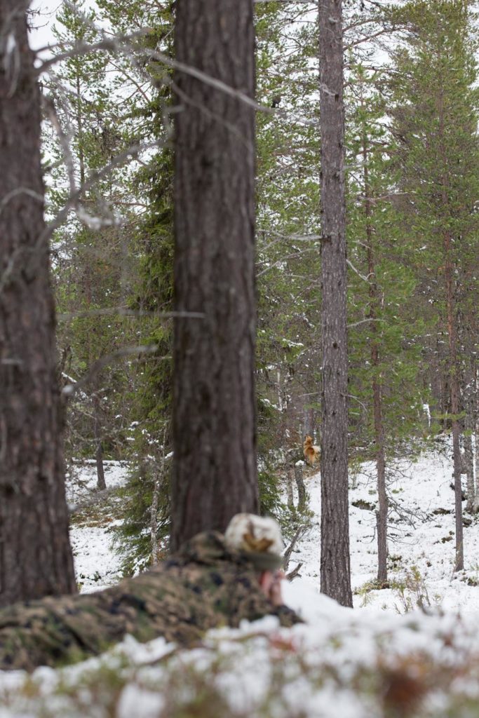 Jägaren ålar sig fram när finsk spetsen skäller på fågeln i träd.