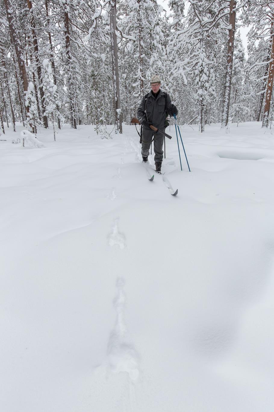 Hiihtävä metsästäjä