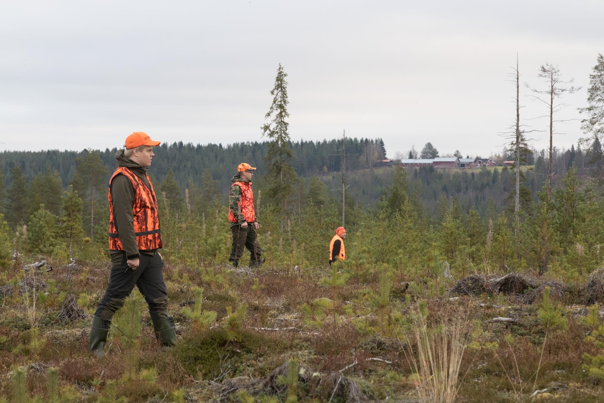 Kolme oranssiin pukeutunutta metsästäjää kulkee linjassa