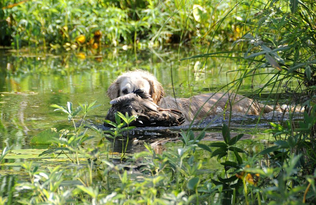 Hunden apporterar bytet i vattnet.