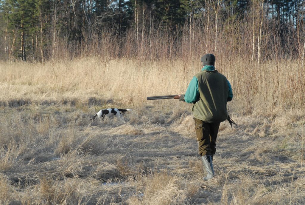 Jägaren med sin stötande hund på fälthönsjakten.