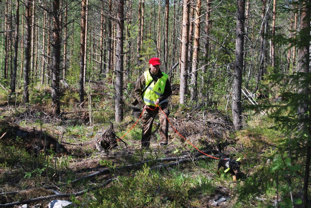 Spårhunden med sin ägare deltar i storviltsassistansen in skogen.