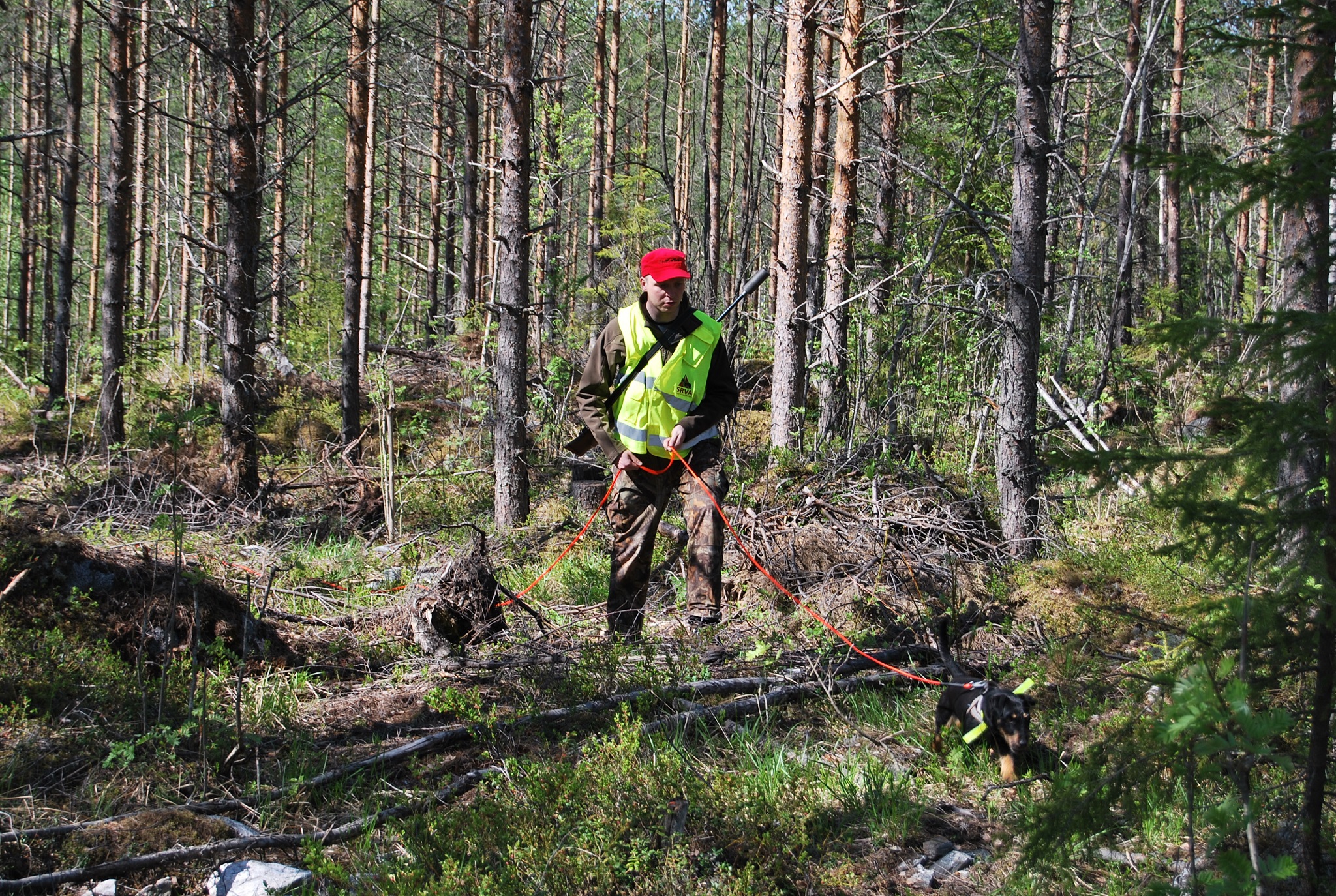 Mies SRVA-liivissä koirien kanssa