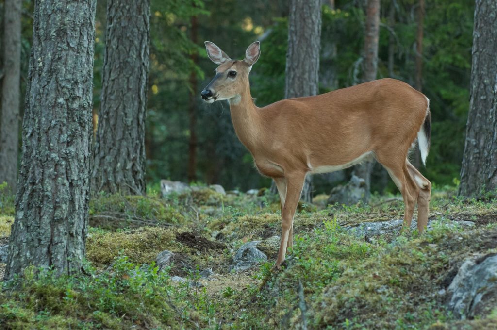 Vitsvans hinden i skogen på sommaren.