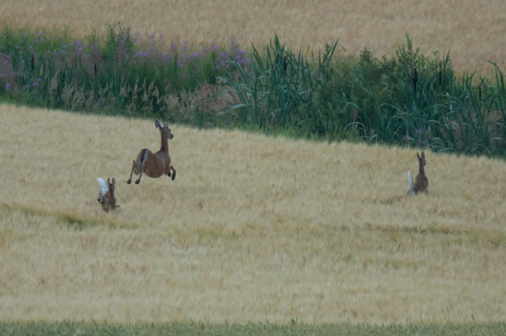 Tre vitsvanshjortar på fält.