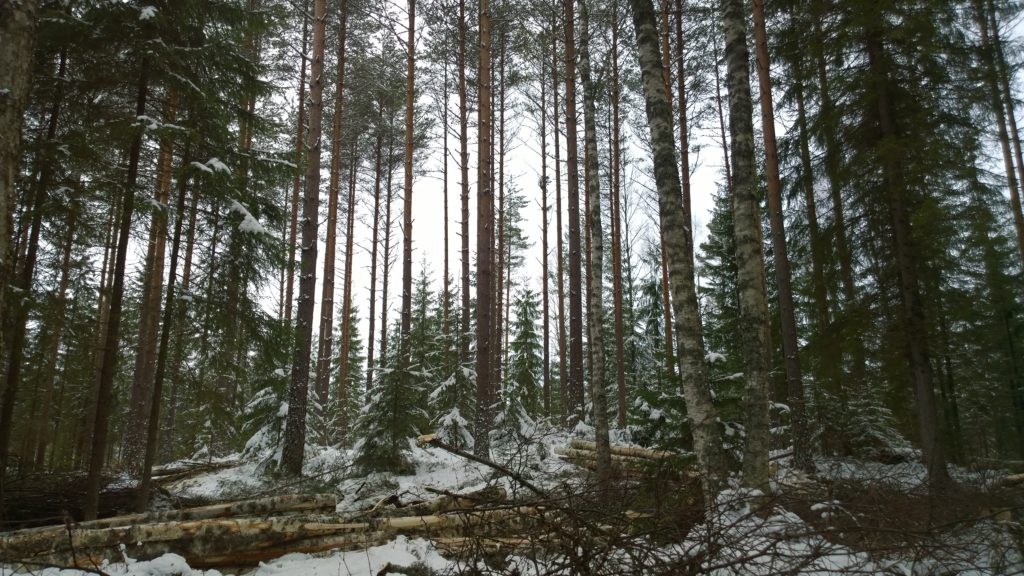 Harvennettu talvinen sekametsä.