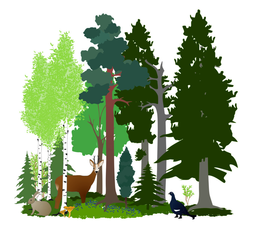 Piirroskuva metsästä, jossa on metsäkauris, teeri, metsäjänis, sieniä ja marjoja