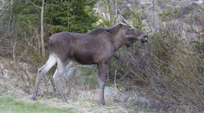 En ett och ett halvt år gammal fjolårskalv.