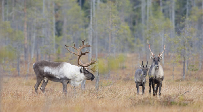 Metsäpeuroja suolla, hirvas, vaadin ja vasa.