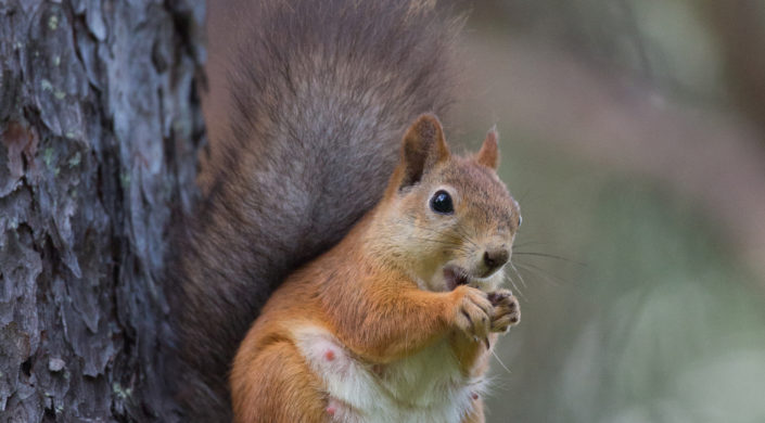 Kesäpukuinen orava istuu oksalla.