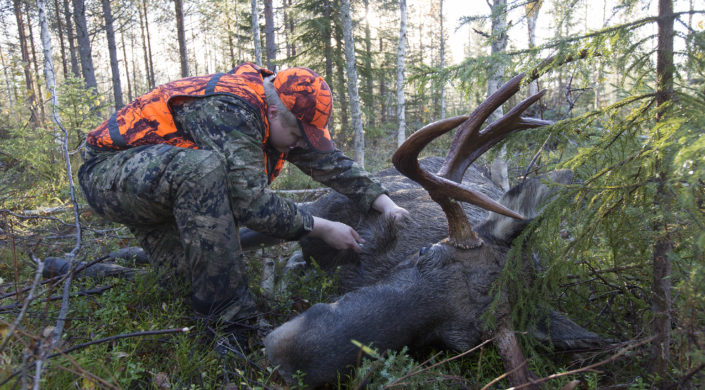 Metsästäjä pistää hirvisonnia. Jägaren tappar ur blodet från älgtjuren.