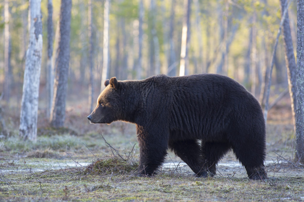 Björnen går på skogen.