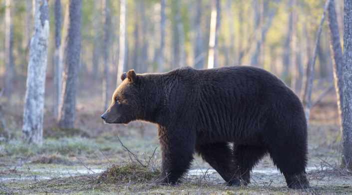 Björnen går i skogen.