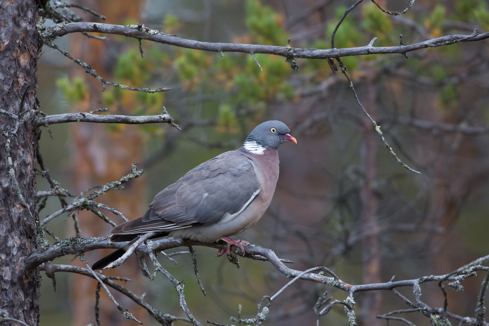 Ringduvan sitter på en tallgren.