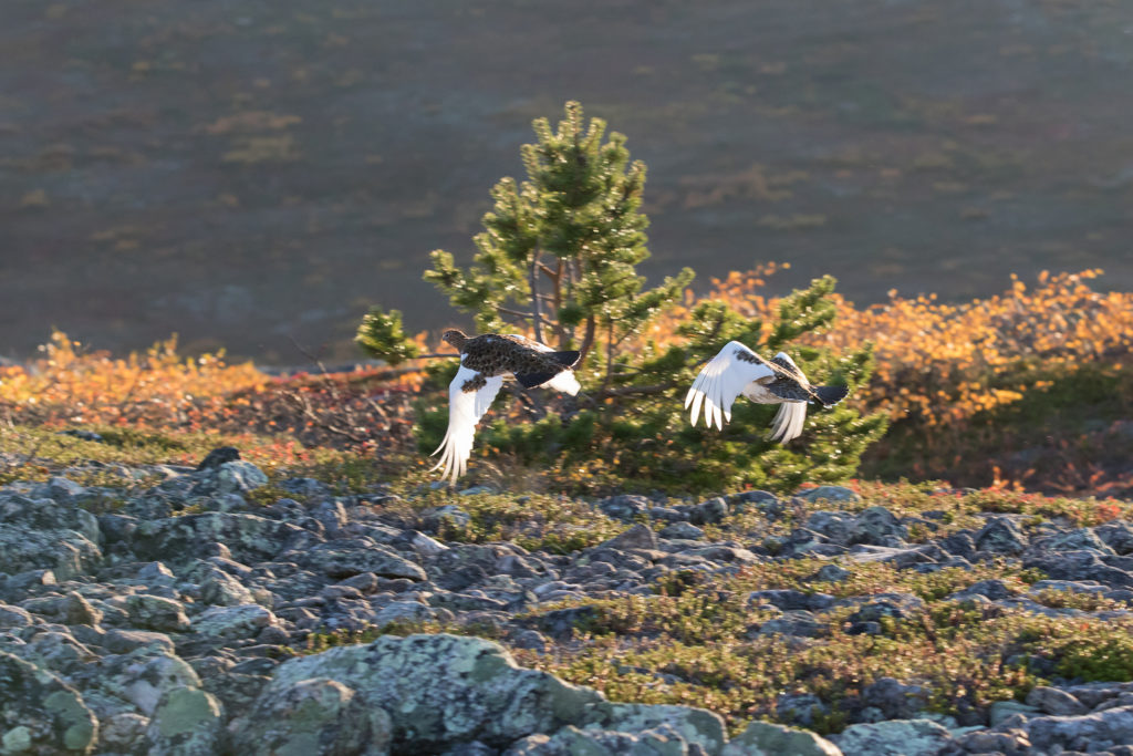 Dalriporna flyger i ett landskap med höstfärger