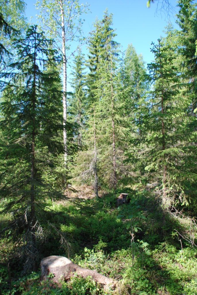 Eri-ikäisrakenteinen metsä. 