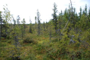 metsän ja suon välinen vaihettumisvyöhyke