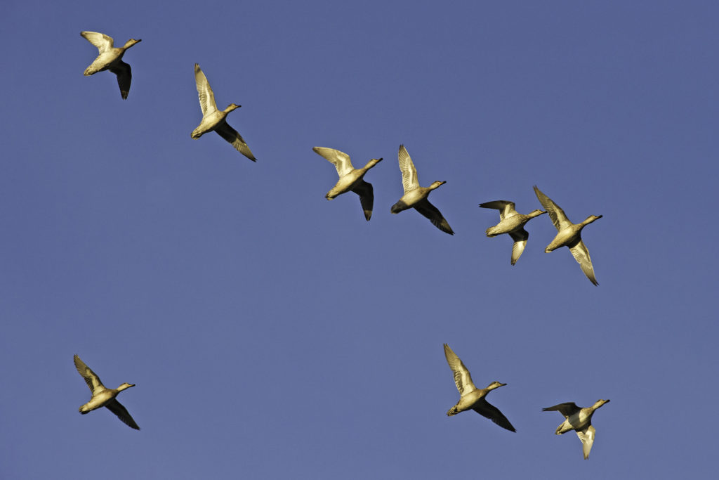 Flock av flygande sjöfåglar.