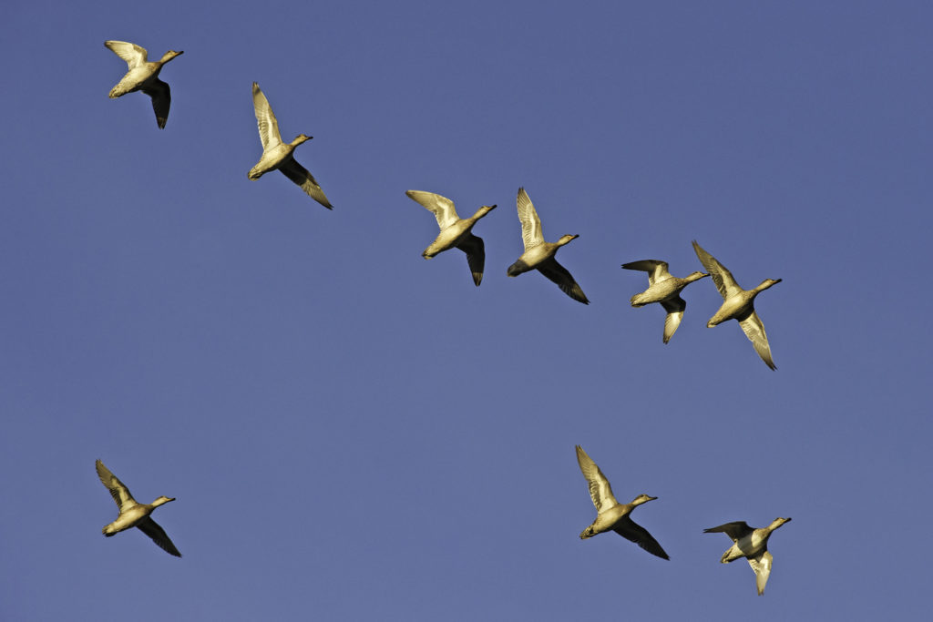 Vesilintuparvi lennossa kuvattuna altapäin. Flock av sjöfåglar i flyg.