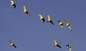 Vesilintuparvi lennossa kuvattuna altapäin. Flock av sjöfåglar i flyg.
