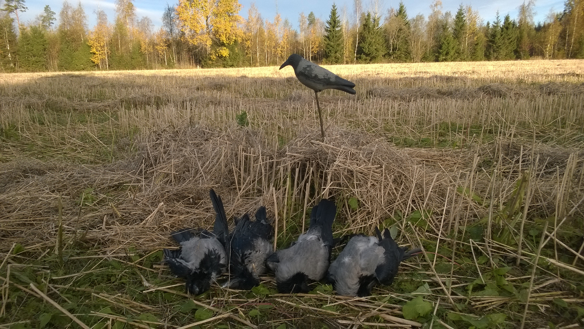 Fångade kråkår vid en kråkbulvan. 