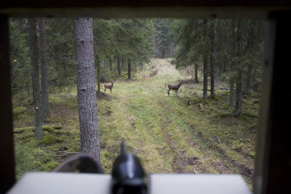 Vitsvanshjort på en utfodringsplats, jägaren i kojan.