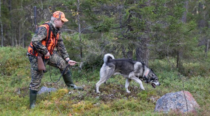 Älgjägaren släpper hunden att söka efter vilt.