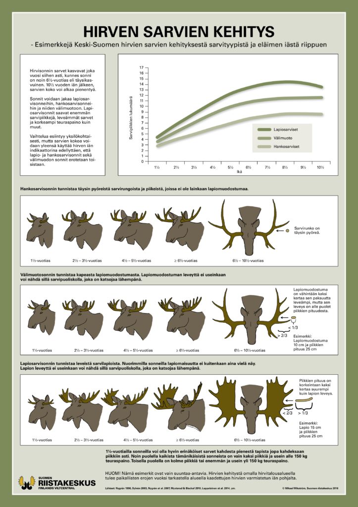 Juliste hirven sarvien kehityksestä Keski-Suomessa (PDF)
