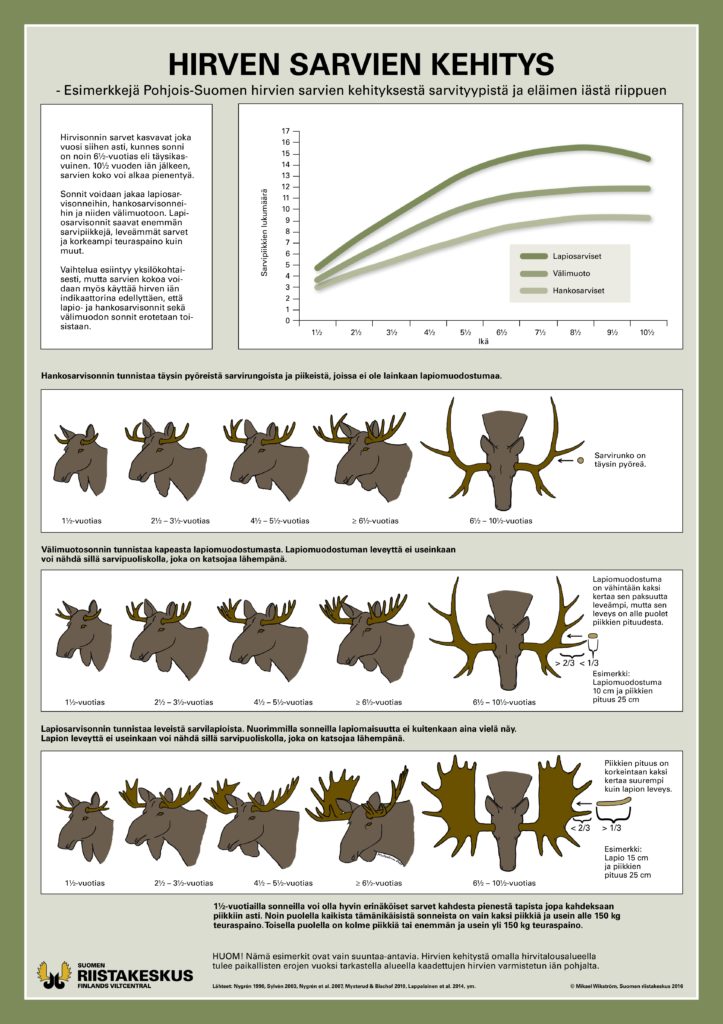 Juliste hirven sarvien kehityksestä Pohjois-Suomessa (PDF)