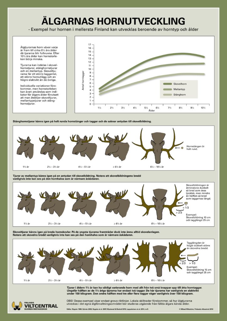 Älgarnas hornutveckling -affisch (PDF)