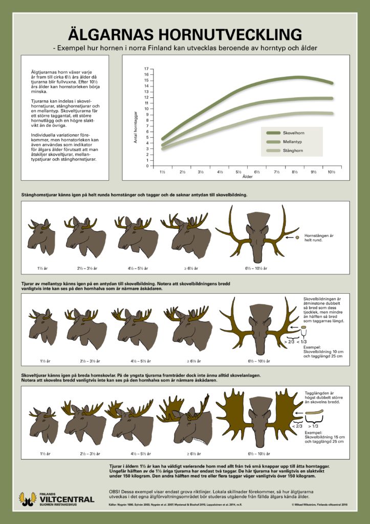 Älgarnas hornutveckling -affisch (PDF)