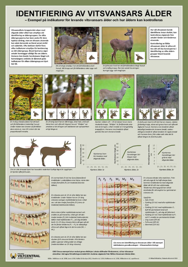 Identifiering av vitsvansars ålder, affisch.