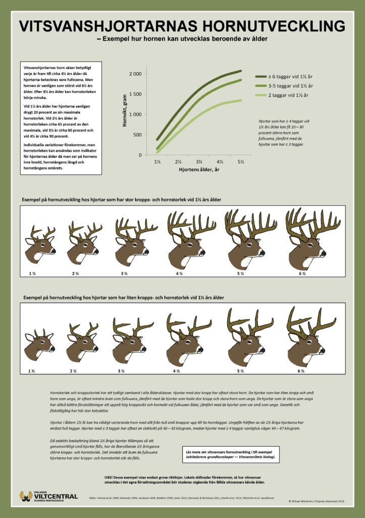 Vitsvanshjortarnas hornutveckling affisch.