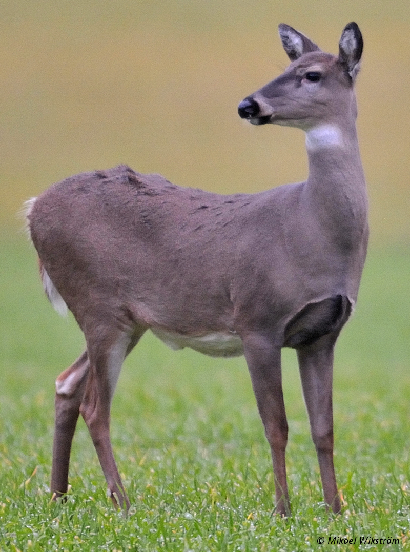 En fullvuxen hind har en tyngre och förhållandevis kraftig kropp. Hos äldre djur blir mag- och rygglinjen svankig.