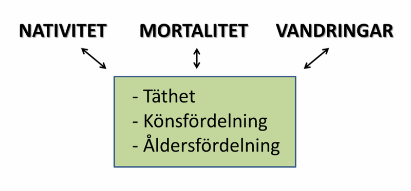 Tätheten, könsfördelningen och åldersfördelningen har stor betydelse för nativitet, mortalitet och vandringar.