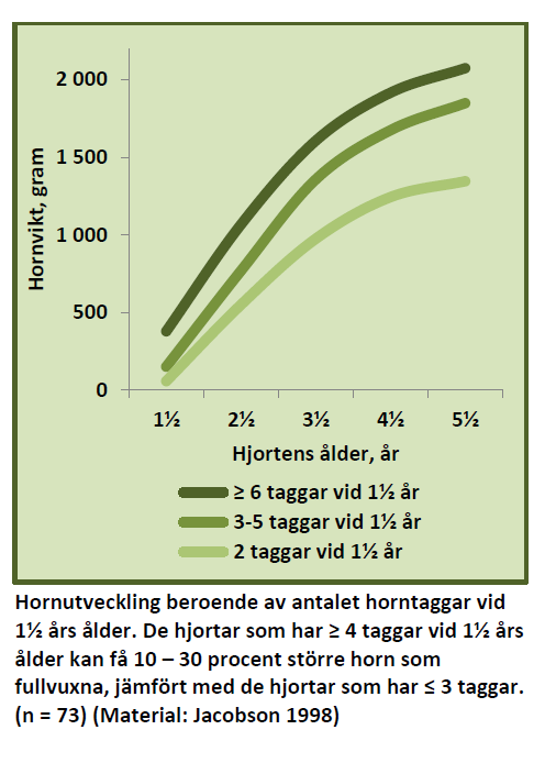 Hornutveckling är beroende av antalet horntaggar vid 1,5 års ålder. De hjortat som har 4 eller mera taggar vid 1,5 års ålder har större hornvikt som fullvuxna, jämfört med de hjortar som har 3 eller mindre taggar.