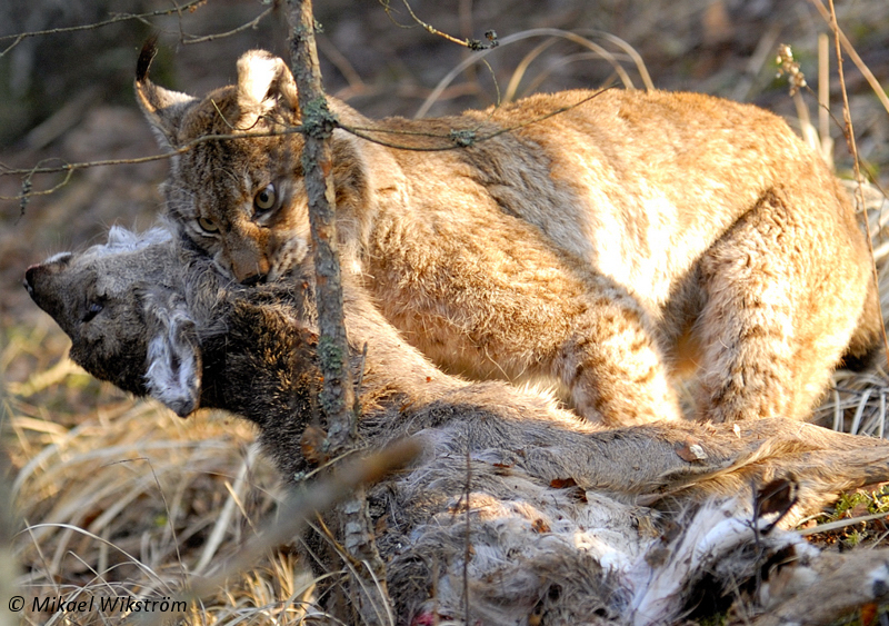 Ilves on saanut peuran saaliiksi.