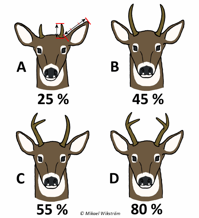 I bilden A 25%, bilden B 45%, bilden C 55% och bilden D 80% av 1,5 åriga hjortarna är skjutbara beroende av hornstorlek.