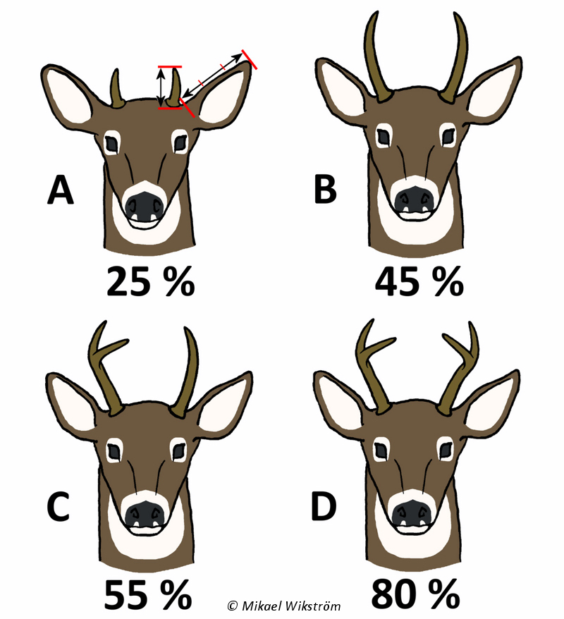 80 prosentilla 1,5 vuotiaista uroksista on enintään 4 sarvipiikkiä, 45 prosentilla 1,5 vuotiaista on enintään kaksi sarvipiikkiä.