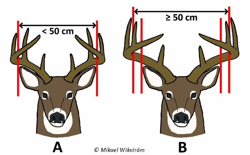 Vasemmanpuoleisen 3,5-vuotiaan uroksen sarvien sisäleveys on alle 50 cm, oikeanpuoleisen 4,5-vuotiaan uroksen yli 50 cm.