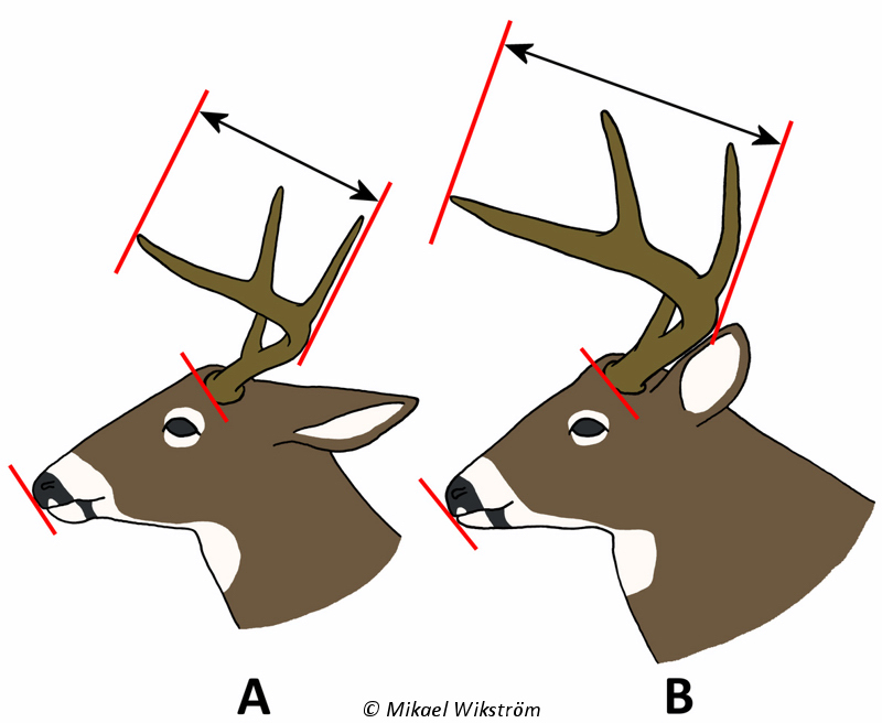 Hjorten B har framåtpekande del som är längre än avståndet från hjortens nosspets till rosenkransen.