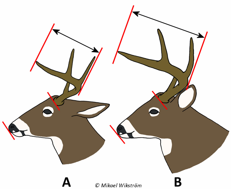 3,5-vuotiaan uroksen sarven yläosa pituus on lyhyempi kun pään etuosan pituus, 4,5-vuotiaalla uroksella sen sijaan sarven yläosan pituus on pidempi kuin pään etuosan pituus.