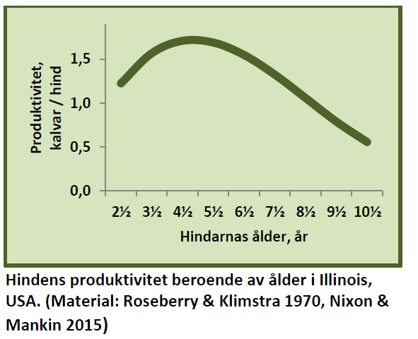 Största produktivitet har hindarna vanligen i åldern 3 – 7 år.