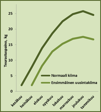 Normaaliaikaan syntyneen vasan teuraspaino voi seuraavana syksynä olla 25 kg, kun myöhään syntyneellä vasalla se voi olla 15 kg.