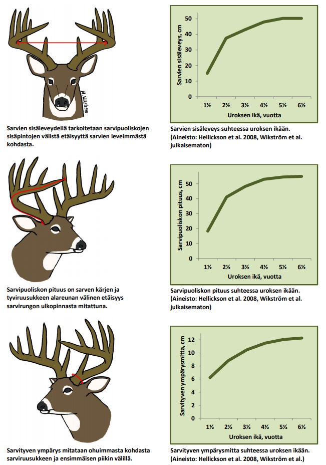 Kaavioista ilmenee sarvien sisäleveys, sarvipuoliskon pituus ja sarvityven ympärys suhteessa uroksen ikään.