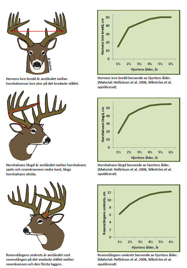 Hornens inre bred, hornhalvans längd och rosenstångens omkrets är beroende av hjortens åldern.